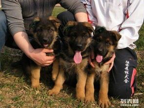 附近有德国牧羊犬配种服务吗？如何联系配种专家？