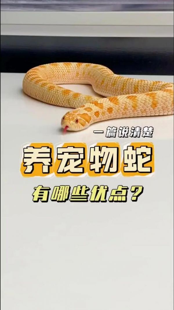 中国养宠物蛇合法吗_合法品种有限,需遵守规定,确保安全