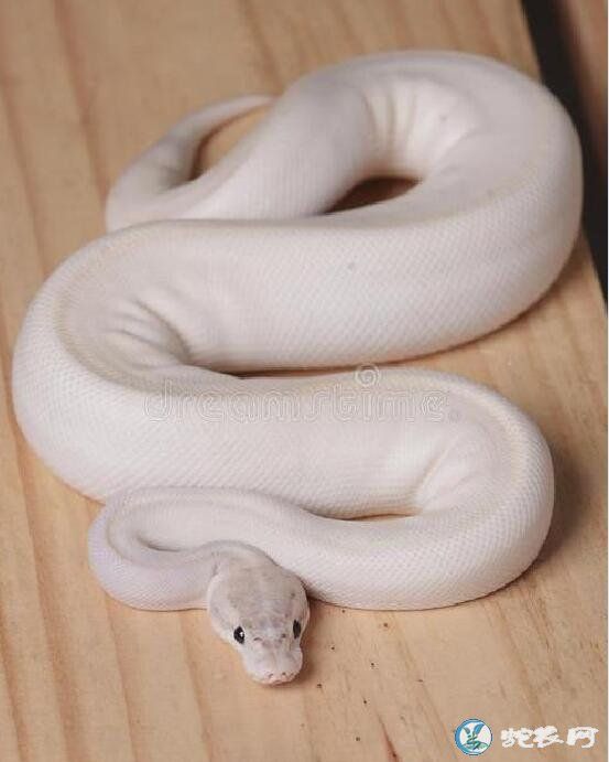 白色宠物蛇