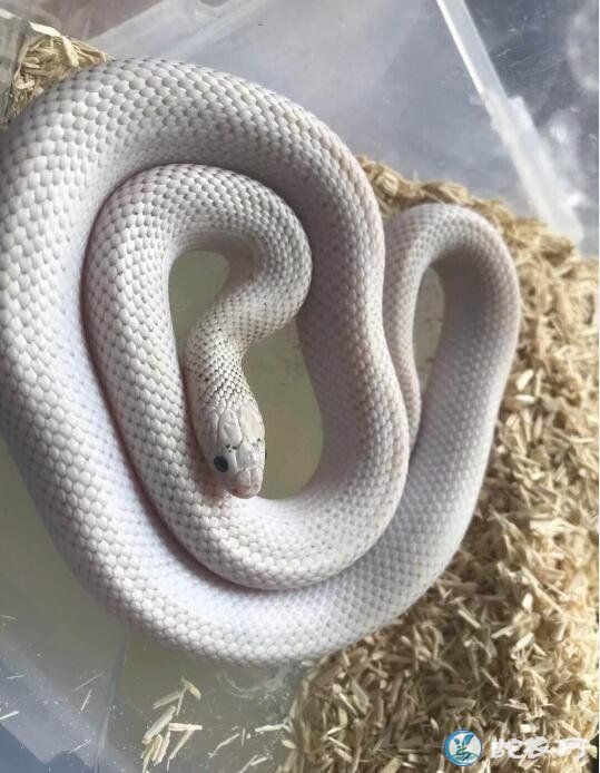 白色宠物蛇
