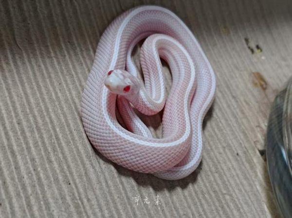 不一样的宠物蛇_白化球蟒黄金蟒特点及养护要点