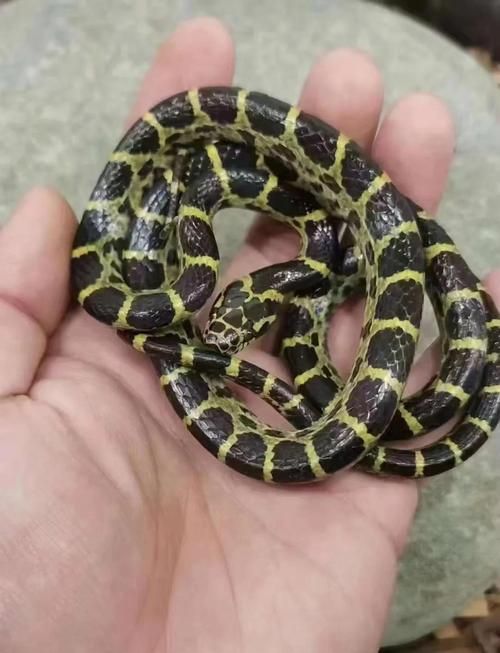 国产宠物蛇品种_国产温顺锦蛇国外玉米蛇,价格亲民易饲养