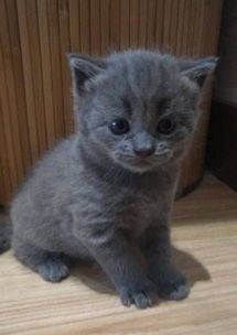 宠物猫繁殖怎么养活