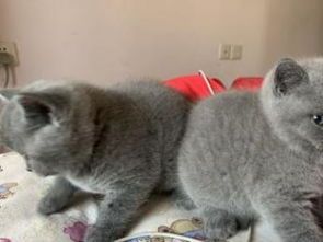 宠物猫怎么繁殖的