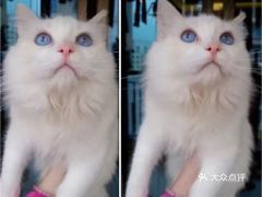 宠物猫怎么沟通繁殖