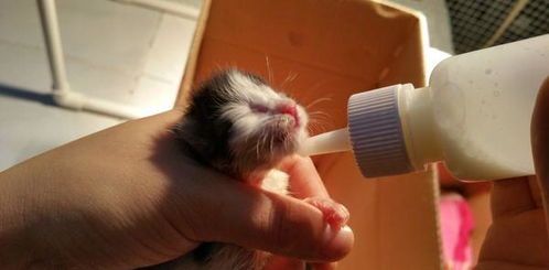 宠物猫繁育怎么喂奶