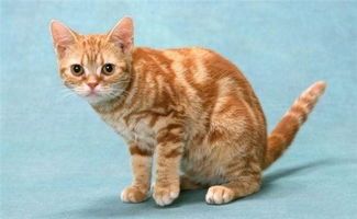 宠物猫繁育简介怎么写好