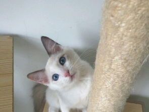 宠物猫繁育柜怎么安装