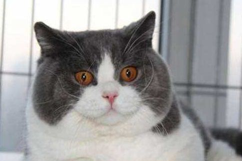 繁育级宠物猫怎么卖