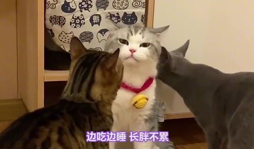 繁殖宠物猫怎么养