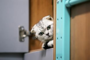 如何减少猫繁育的方法有哪些,如何避免猫难产