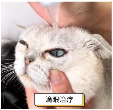 快速缓解猫鼻支:宠物主人不可错过的药物清单