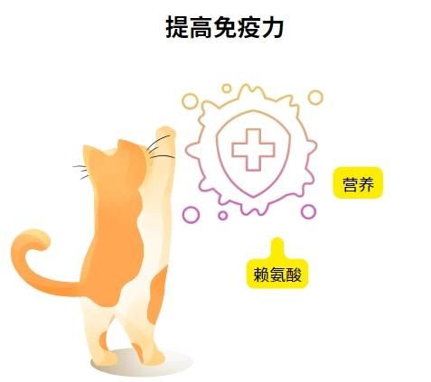 快速缓解猫鼻支:宠物主人不可错过的药物清单