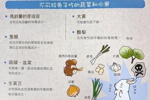 兔子的健康饮食指南-适宜食物清单与喂养禁忌解析