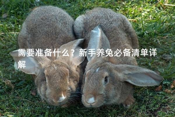 需要准备什么?新手养兔必备清单详解