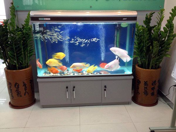 公司办公室如何放鱼缸