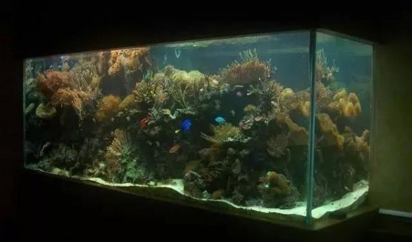 鱼缸的风水讲究,用好了财旺家旺运道旺