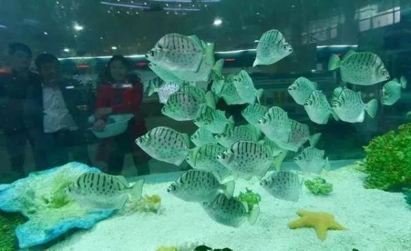 鱼缸的风水讲究,用好了财旺家旺运道旺