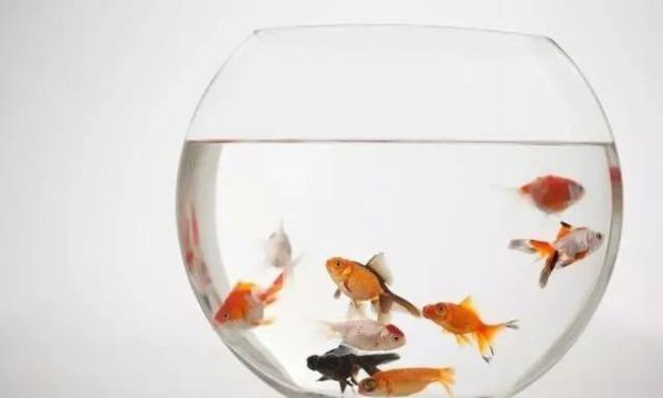 鱼缸的风水讲究,用好了财旺家旺运道旺