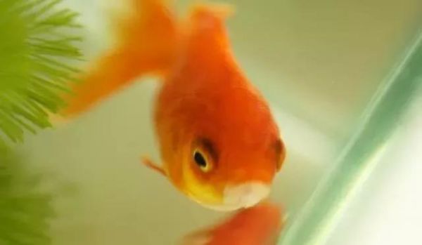 鱼缸的风水讲究,用好了财旺家旺运道旺