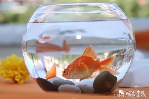 姜群:你家养鱼了吗?鱼缸的风水讲究!