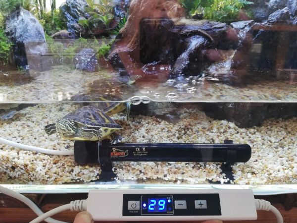 龟缸使用加温器需要注意这 3 点,一不小心就“煮龟汤”了!