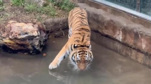 老虎喝水怕弄湿右脚，接下来的一幕太上头了，笑得肚子疼