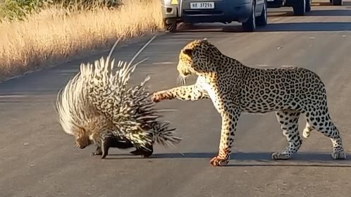 花豹与非洲豪猪大战，没想到竟落个奇耻大辱，镜头拍下全过程