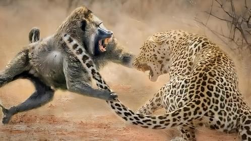 花豹大战狒狒群，1：50碾压式打击，豹子：这下可芭比Q了