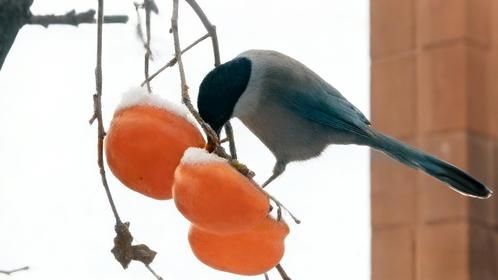 灰喜鹊一眼盯上红彤彤的柿子，接下来的一幕直接笑不活了