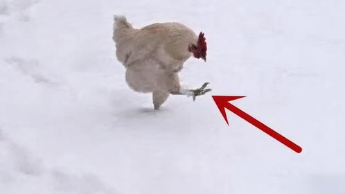 这只鸡第一次在雪地上走，下一秒千万憋住别笑，镜头拍下全过程