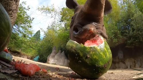 犀牛被投喂大西瓜，为了一口吃的全靠头铁，搞笑的一幕发生了