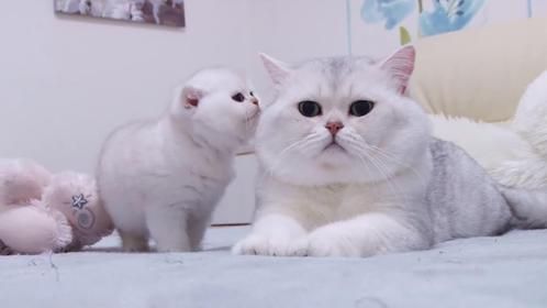 小奶猫第一次见到老爸，一脸好奇的不断试探，接下来的一幕太萌了