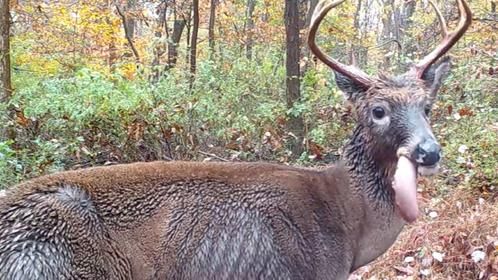 雄鹿正在吃东西，突然看清它的嘴巴时，当场傻眼了
