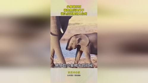 小象喝水时，被鳄鱼咬掉鼻子，镜头拉近那刻太心疼