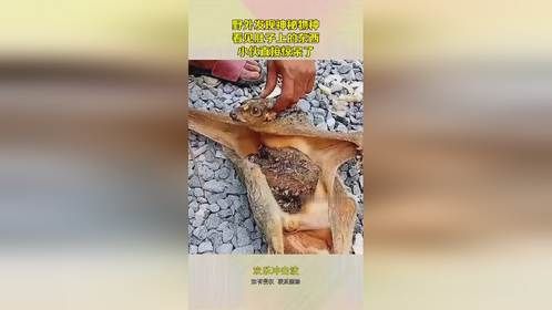 野外发现神秘物种，看见肚子上的东西，小伙直接惊呆了