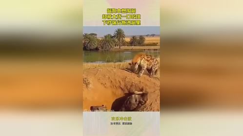 鬣狗本想掏洞，却被大货一口咬住，下秒强行拖进洞里！