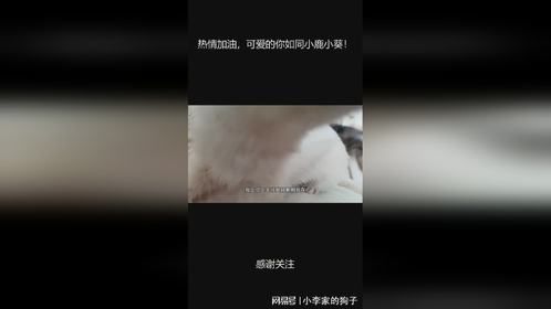 热情加油，可爱的你如同小鹿小葵！