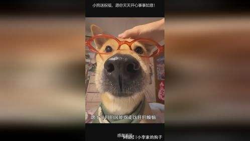 小狗送祝福，愿你天天开心事事如意！