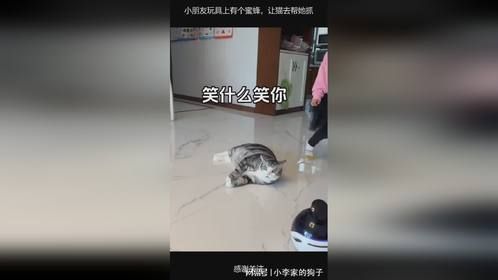 小朋友玩具上有个蜜蜂，让猫去帮她抓