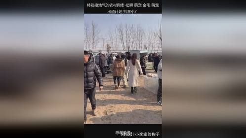 特别接地气的农村狗市 松狮 萌宠 金毛 萌宠出道计划 抖音小？