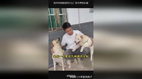 狗不吃狗粮该吃什么？新手养狗必看
