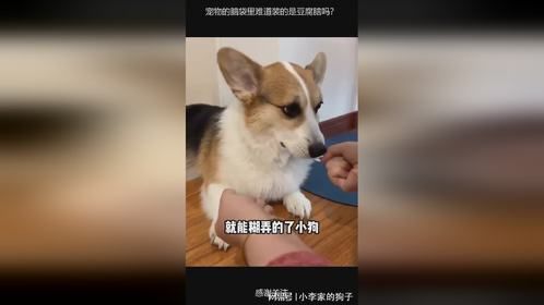 宠物的脑袋里难道装的是豆腐脑吗？