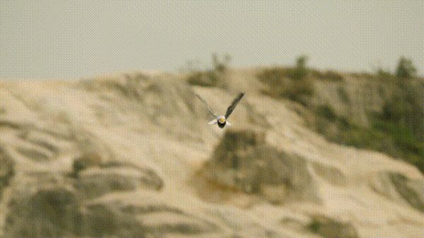 汉王智能家居仿生机器鸟 | 解锁STEAM教学新场景_7