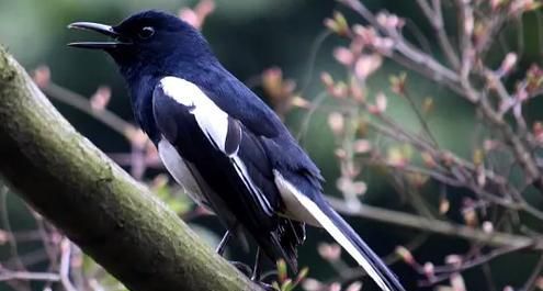 如何正确饲养以号鸟（以宠物为主的养殖技巧）