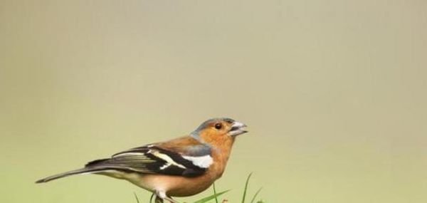 如何正确饲养以号鸟（以宠物为主的养殖技巧）