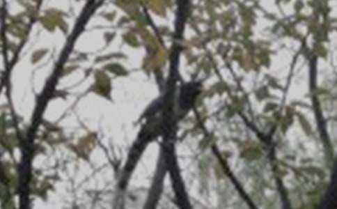 观察小鸟作文15篇【合集】