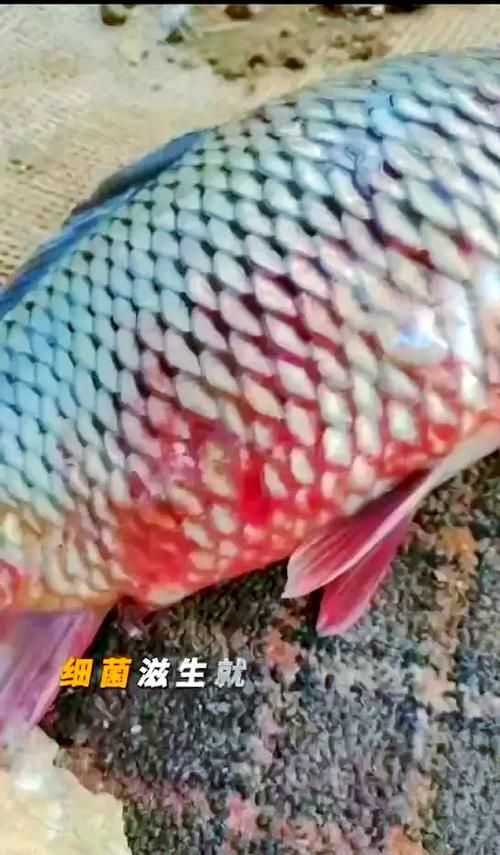 鱼体出血如何治疗