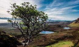 小宠物狗的喂养方法