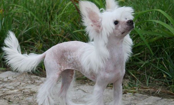 中国冠毛犬喂养技巧指南